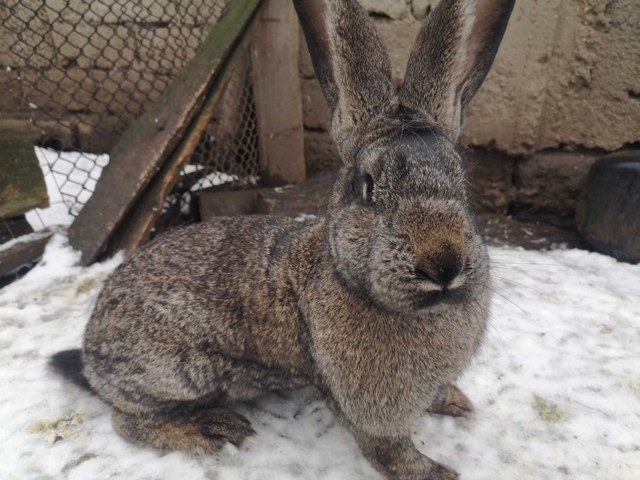 Femelă Uriaș German gri fier – calitate bună!