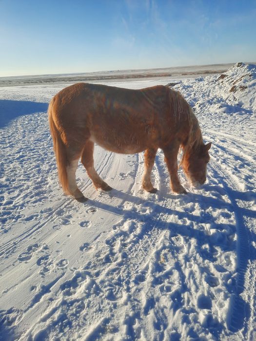 Продам    лошадь