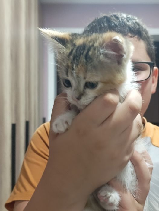 Отдаём котёнка !!!