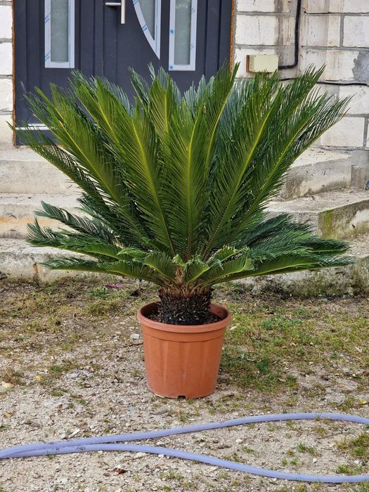 Vindem palmieri cycas de mai multe dimensiuni