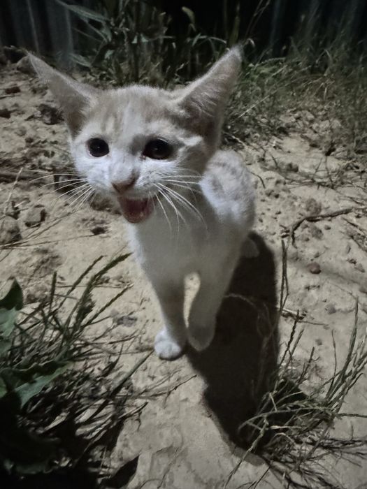 Xadiyaga mushuk beriladi