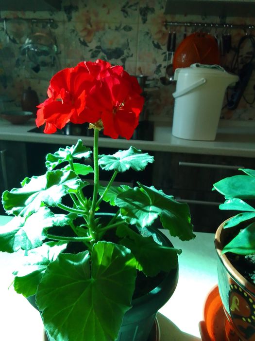 Комнатные цветы .