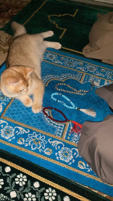 Золотая Шиншилла