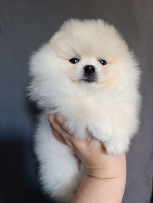 Щенки шпица мальчики и девочки