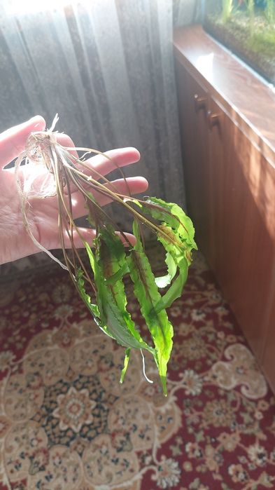 Аквариумные растения