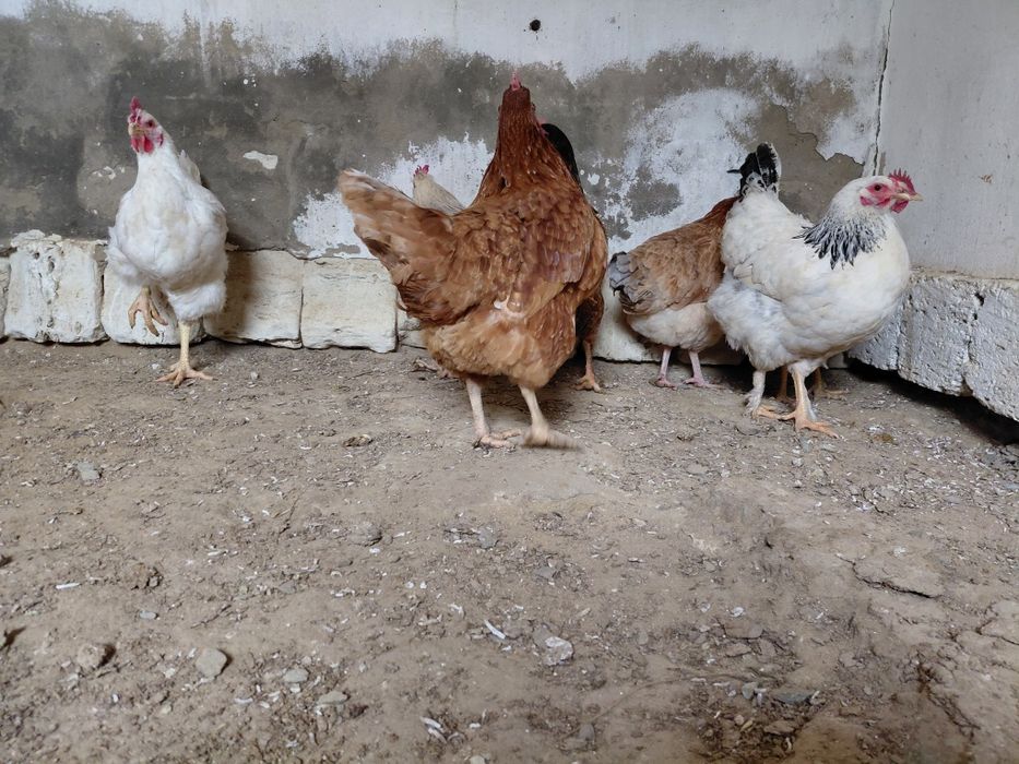 Тауыктар сатылады