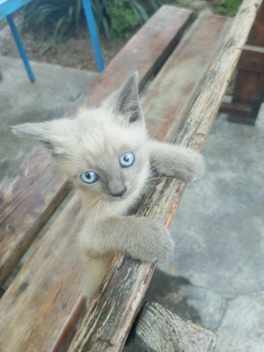 Продам котёнка!Добрым и любящим животных людям!