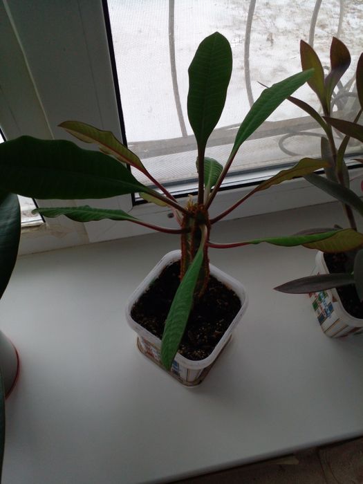 Комнатные растения - цветы