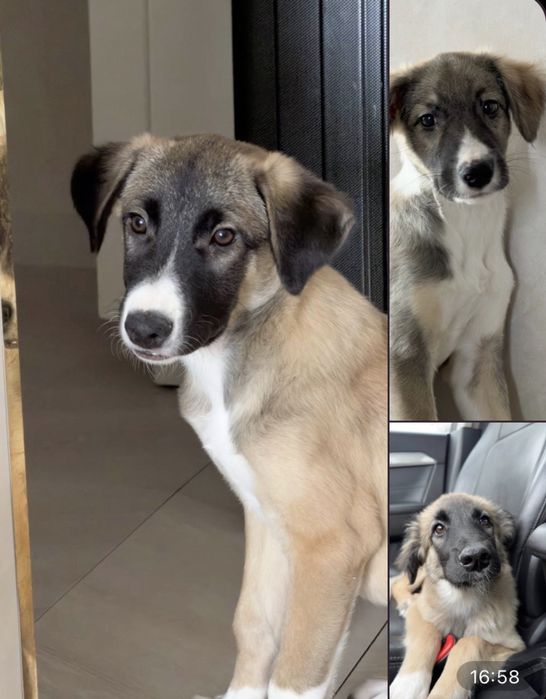 Щеночки ищут свои семьи!