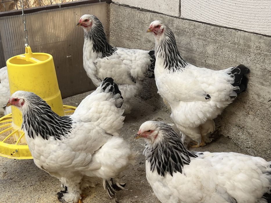 Fam.Brahma HD 2025 si pui