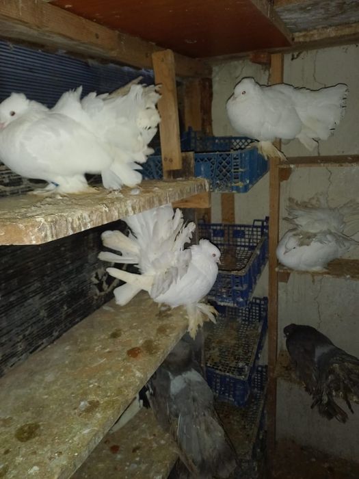 Porumbei voltați indieni