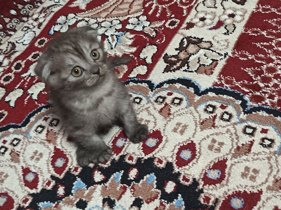 Зотдор скоттиш фолд мушукча сотилади. Акилли ва уйинкарок.