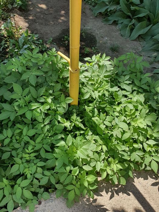 Продам саженцы бузины, сумаха