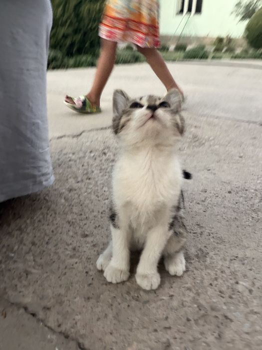 КОШЕЧКА ищет дом