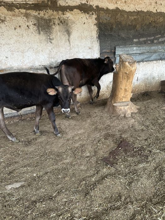 Продам бычков алатауской породы