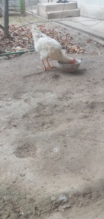 Xòroz tovuqlar sotiladi