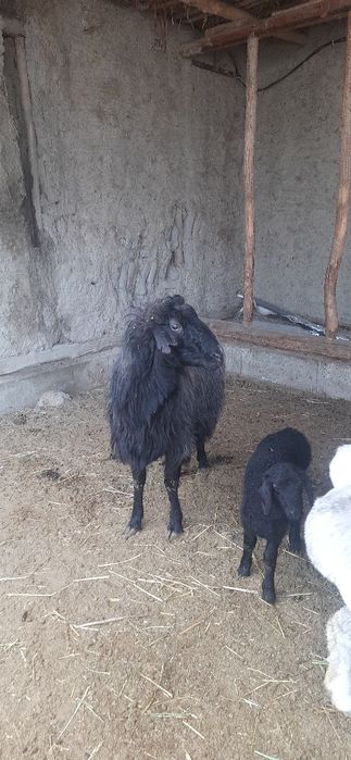 Она бола куй сотилади