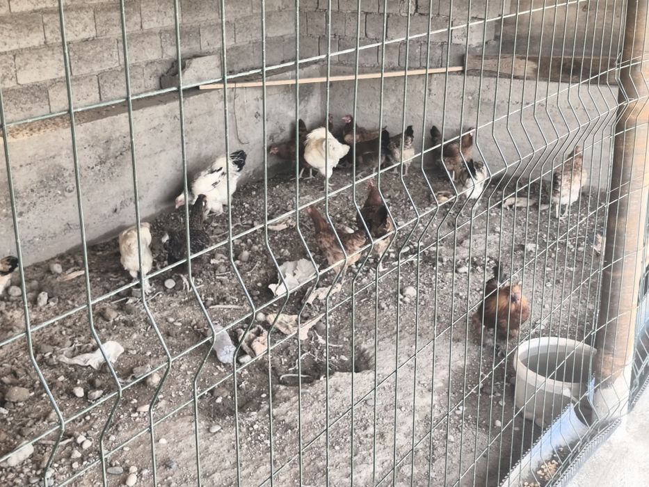 Damashni tovuqlar sotiladi 19 ta 2 huroz 17 ta tovuq tuhum tuğadi