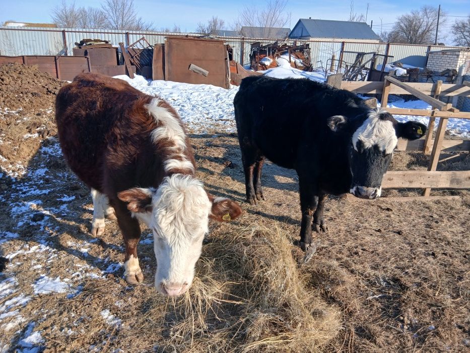 Акбас и смесь Ангуса
