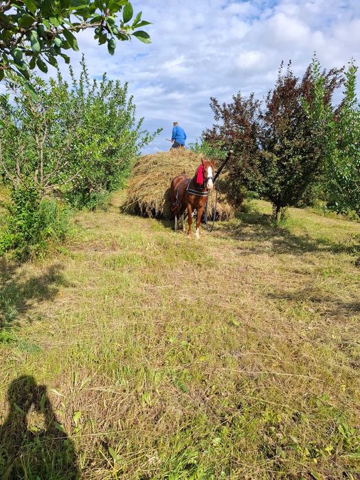 Harmasar de vanzare