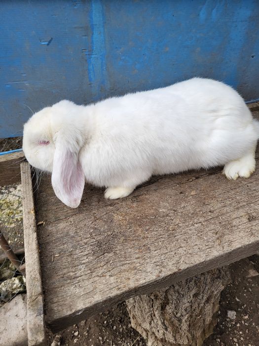 Iepure berbec german