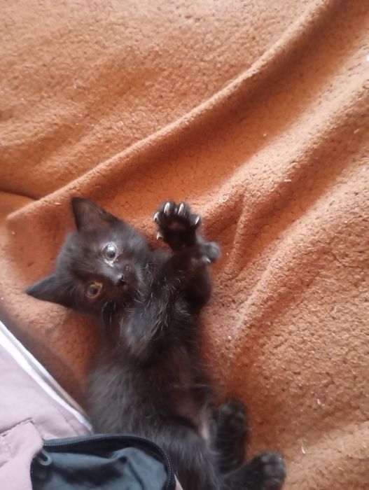 Отдам котят в хорошие руки