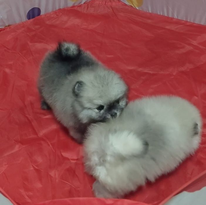 Щенки не пицца мини