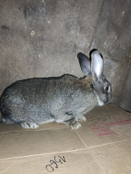 Продам или обменяю самца