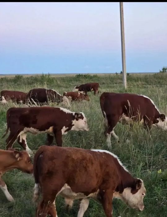 Ассалаумагалейкум продам 36 голов