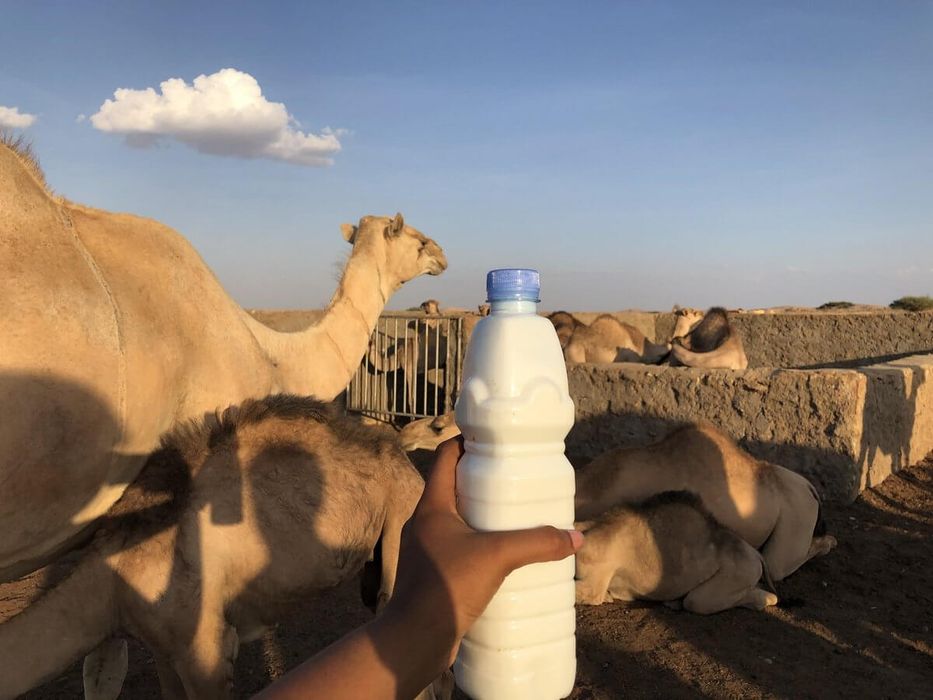 Саумал Қымыз Шұбат