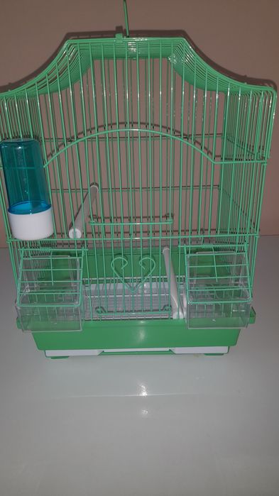 Попугай выставочный 3 месяца