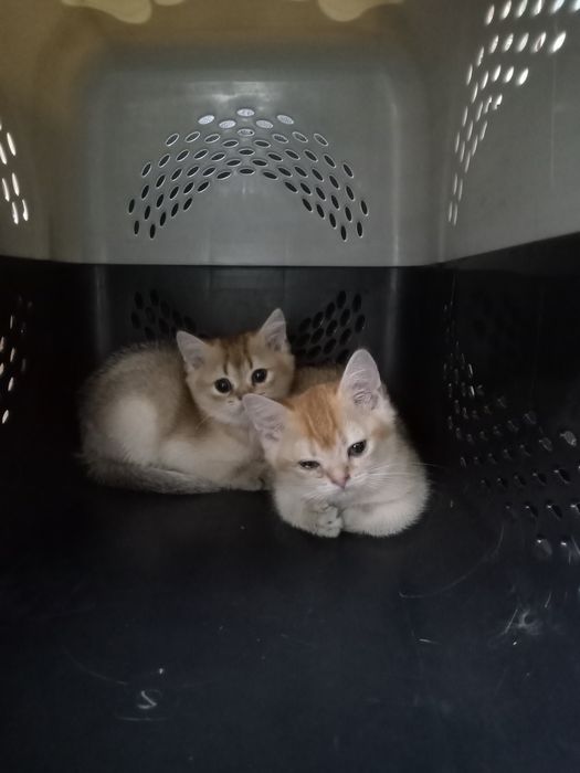 Котята золотая шиншилла
