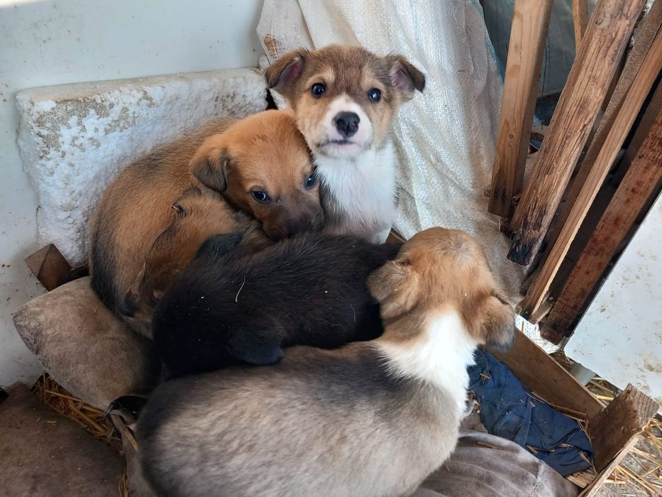 Catei pentru adoptie