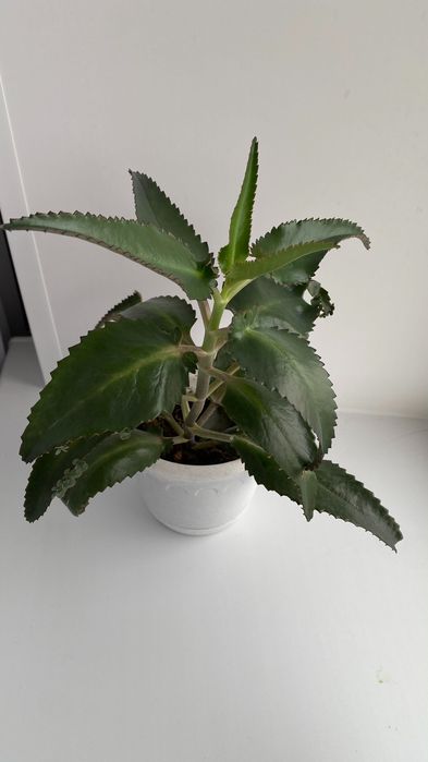 Продам лечебное каланхоэ