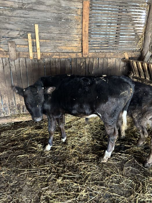 Vand vitei metiș Angus