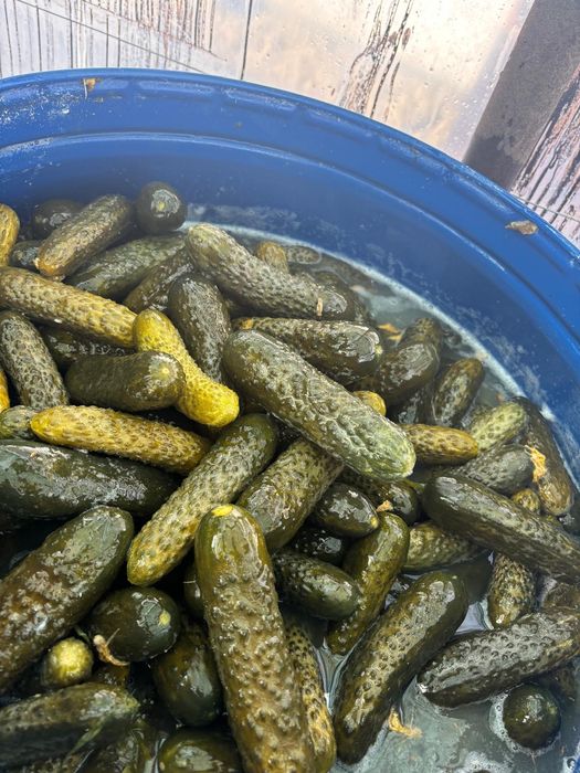 Castraveți murati (saramura)