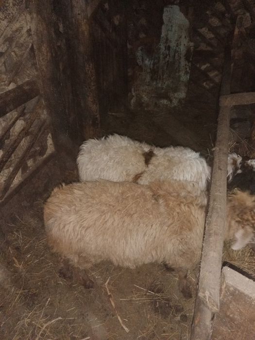 Продам тоқтылар, кошкары