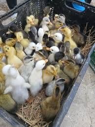 Vând rate mulard și Polare