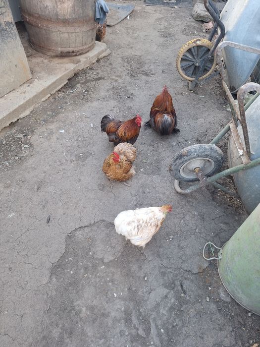 Vand 2 perechi cochinchina pitic