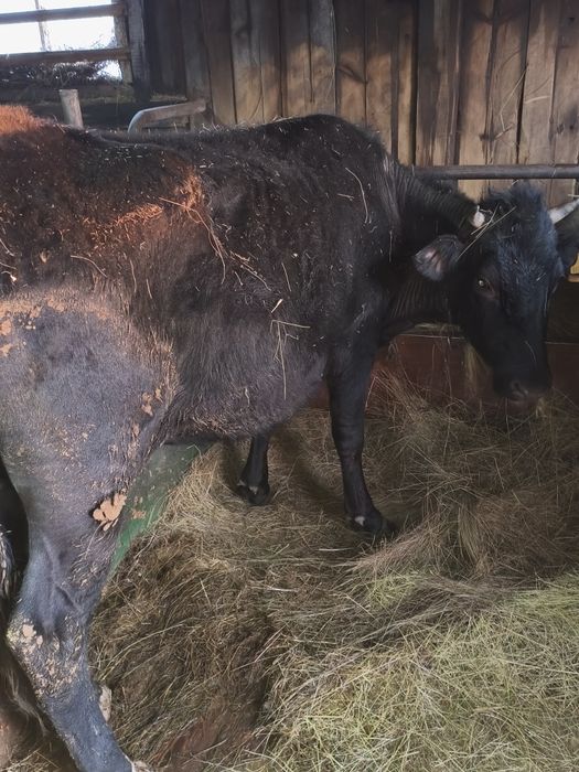 продам 2 коровы       .