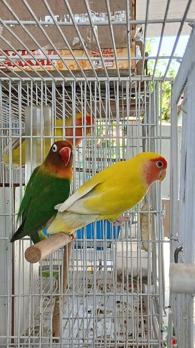 Nerazluchka para sotiladi