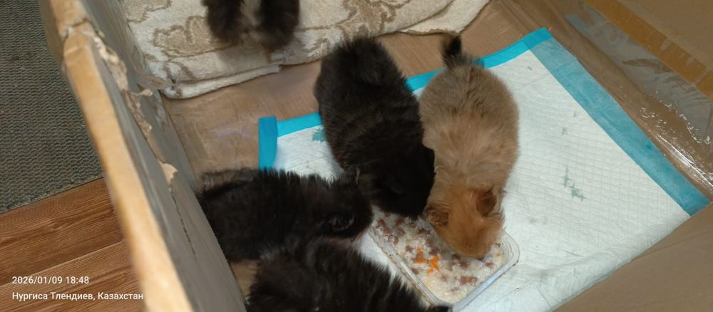 Продам прекрасных щенков шпиц