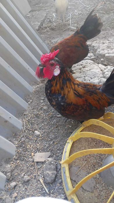 Продам декоративных курей