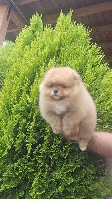 Мини Померан момче