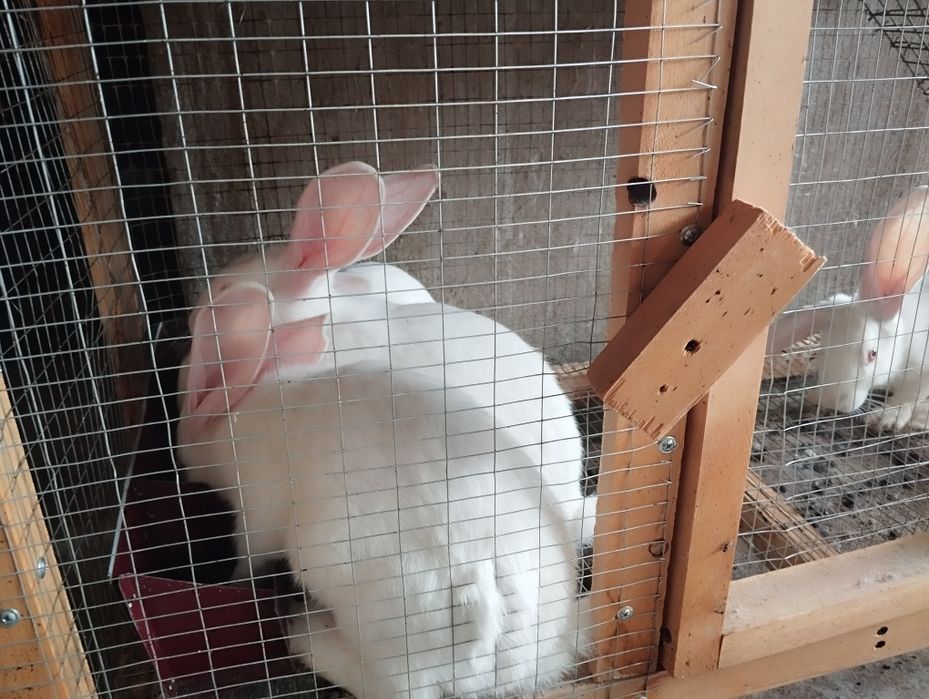 Quyon bolalari заяц