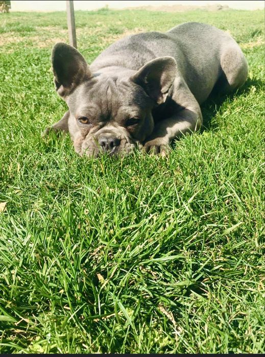 Френски Булдог Blue