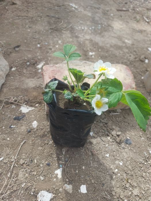 Рассада клубники