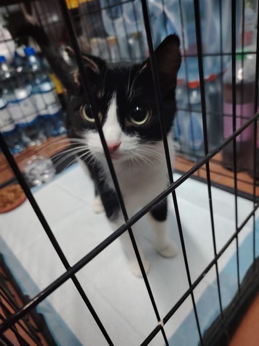 Пристраивается молодая кошечка