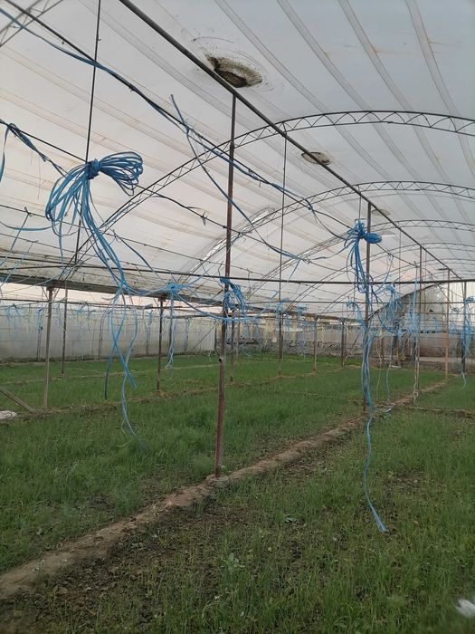 Issiqxona (теплица)