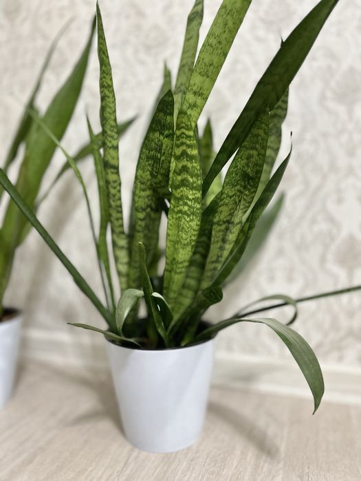 Бөлме гүлдері сатылады